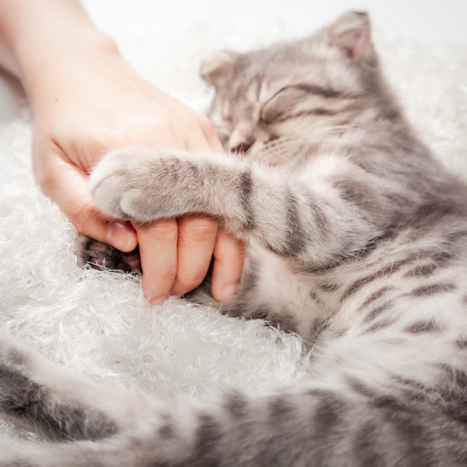 A person gently holding a sleeping kitten's paw, showing tenderness and care.