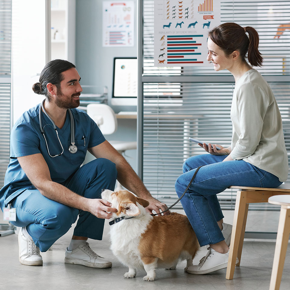 Young veterinarian doctor in blue uniform talking to female owner of welsh pembroker corgi pet while cuddling cute dog in clinics