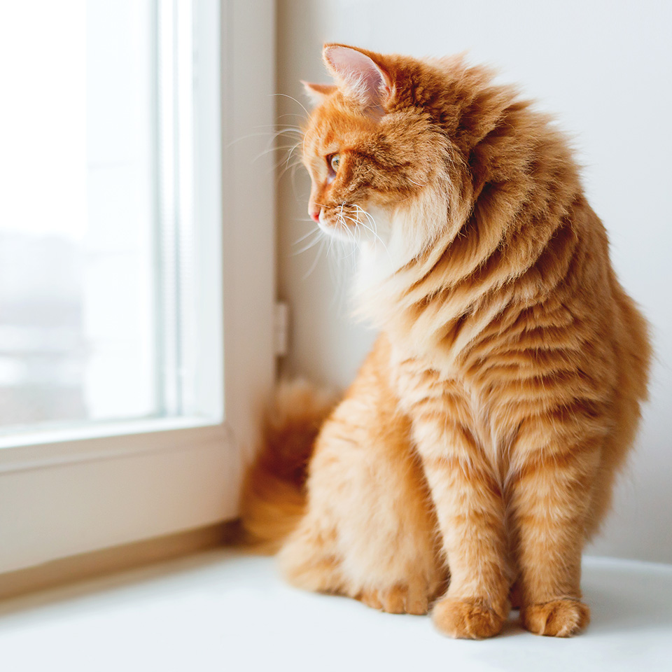 An orange cat sitting on a window sill, gazing out the window.