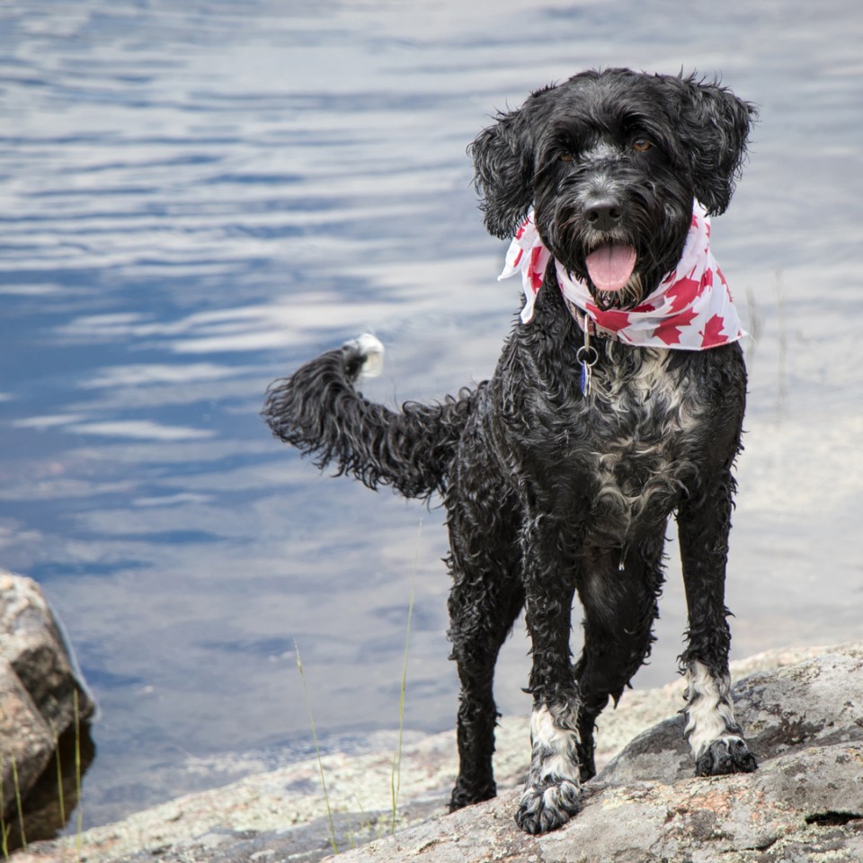A black dog wearing a red and white bandana around its neck close to water.
