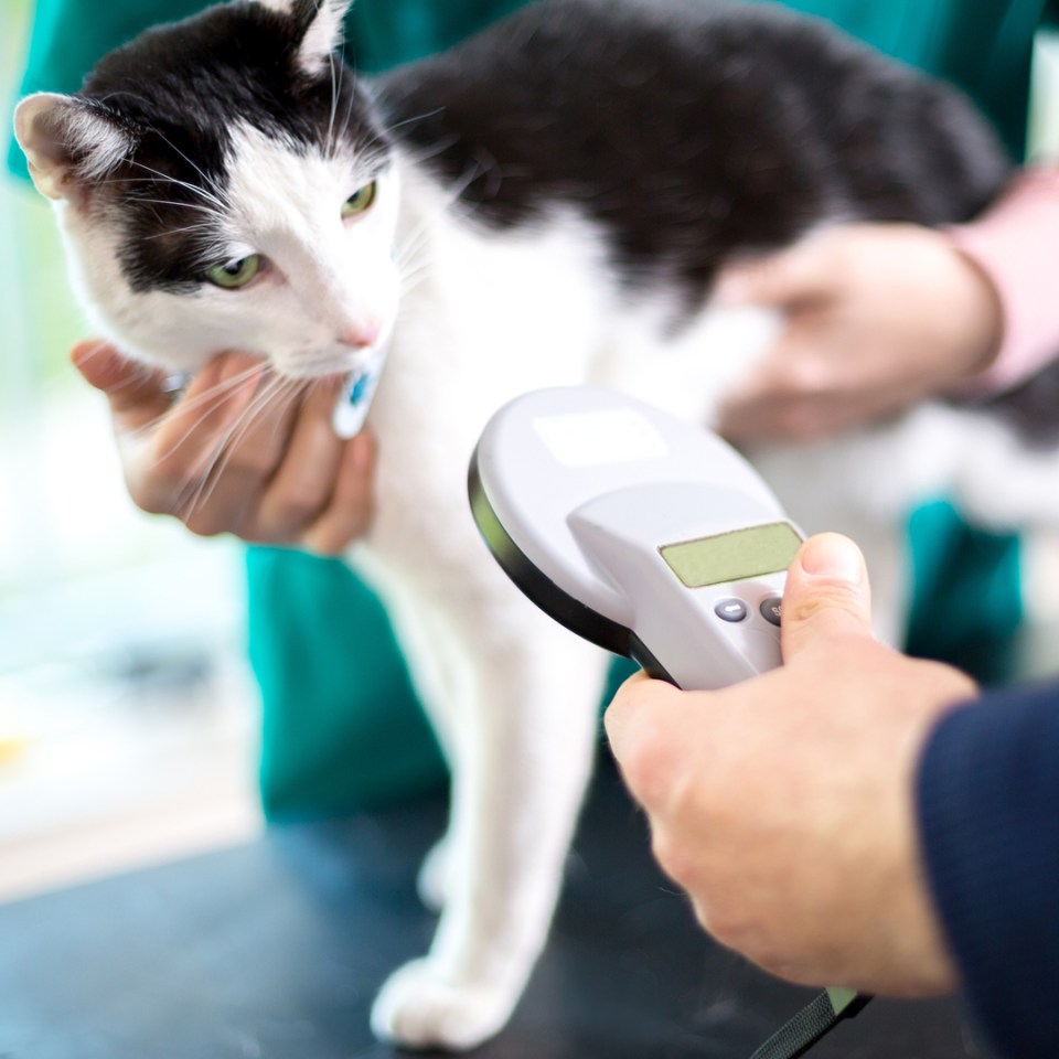 Cat being checked with veterinarian tool.