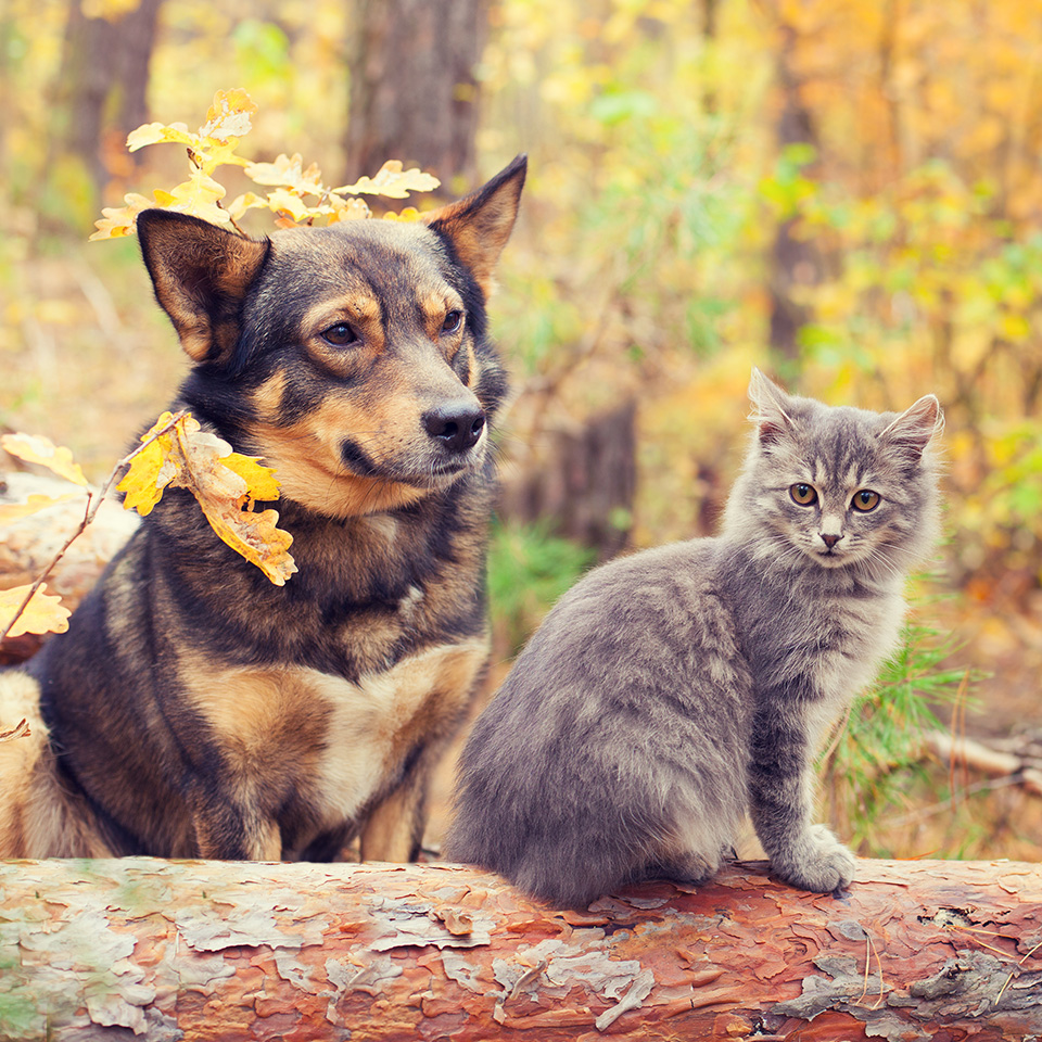 A dog and cat sitting peacefully on a log in the woods.