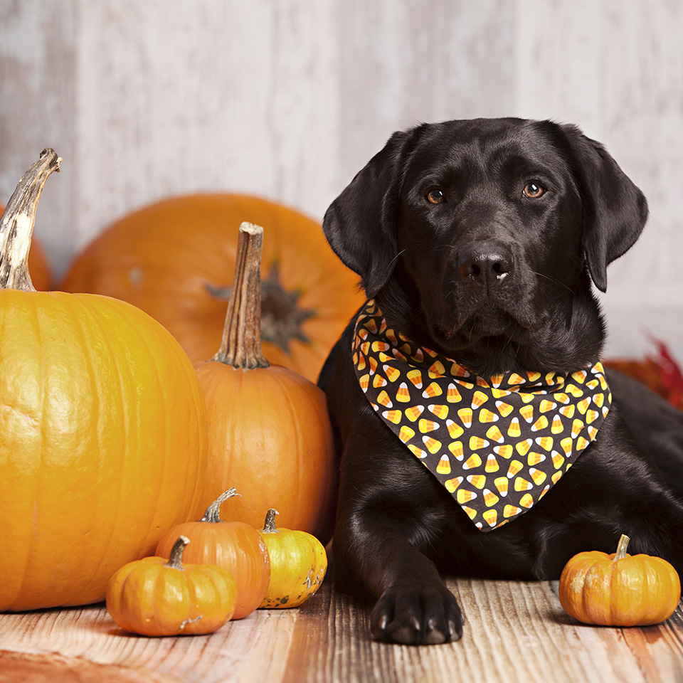 Black Labrador dog with Halloween bandana and pumpkins.