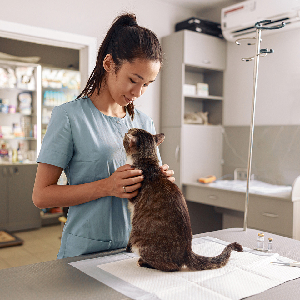 A veterinarian gently holds a cat in her arms