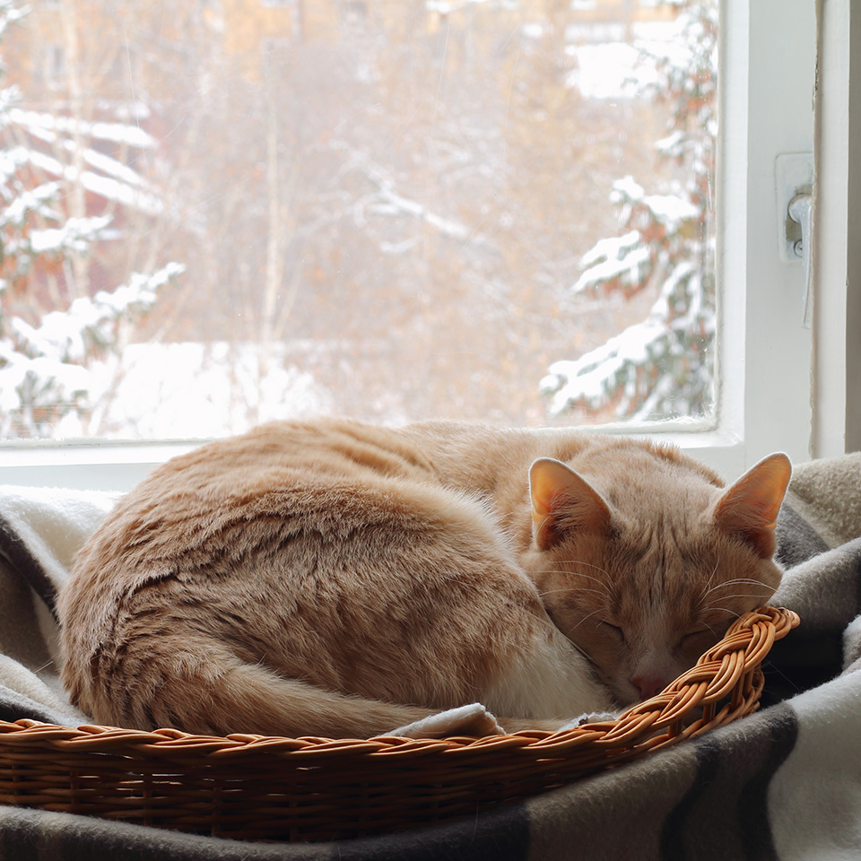 A peaceful cat dozing off in a cozy basket on a window sill.