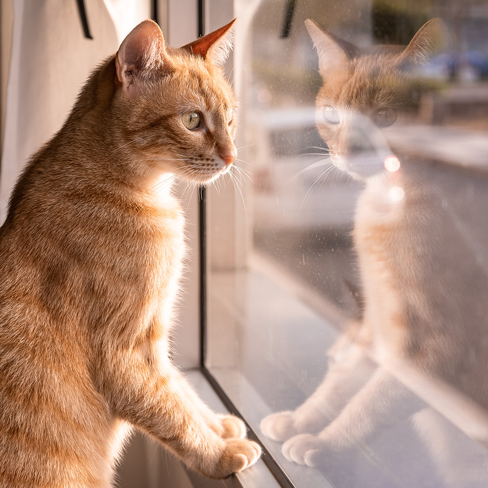 An orange cat sitting on a window sill, gazing out the window.