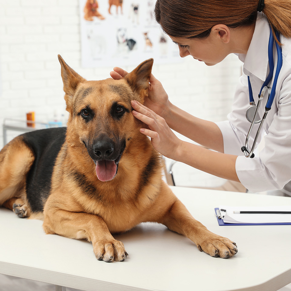 A woman carefully inspects a dog's ears.