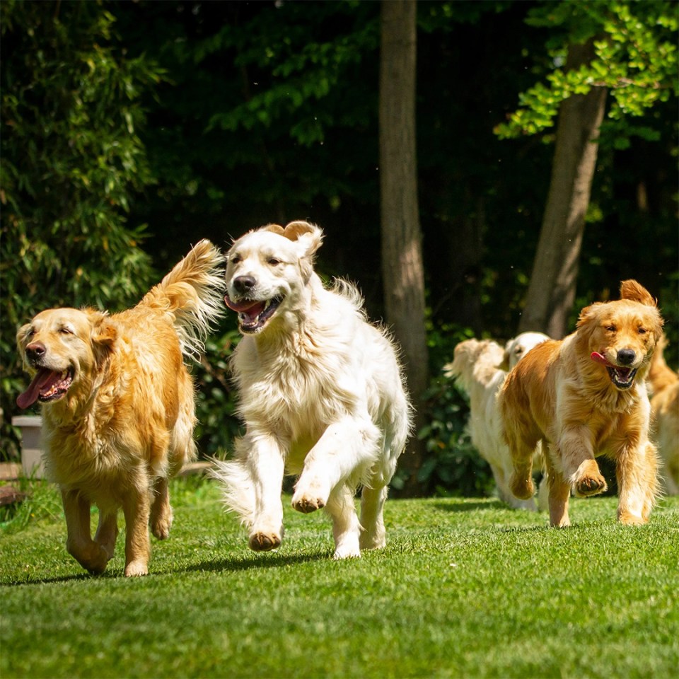 Golden retriever dogs happily running in the park on a sunny day.