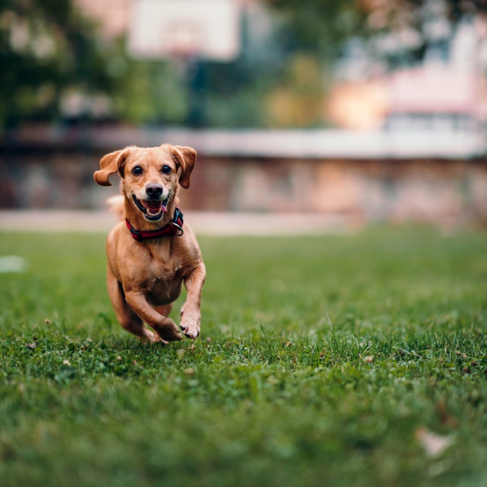 A dog joyfully sprinting across the green grass in a park