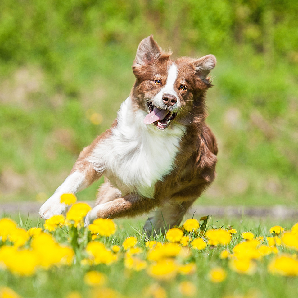 A brown and white dog happily running through a field of yellow flowers.