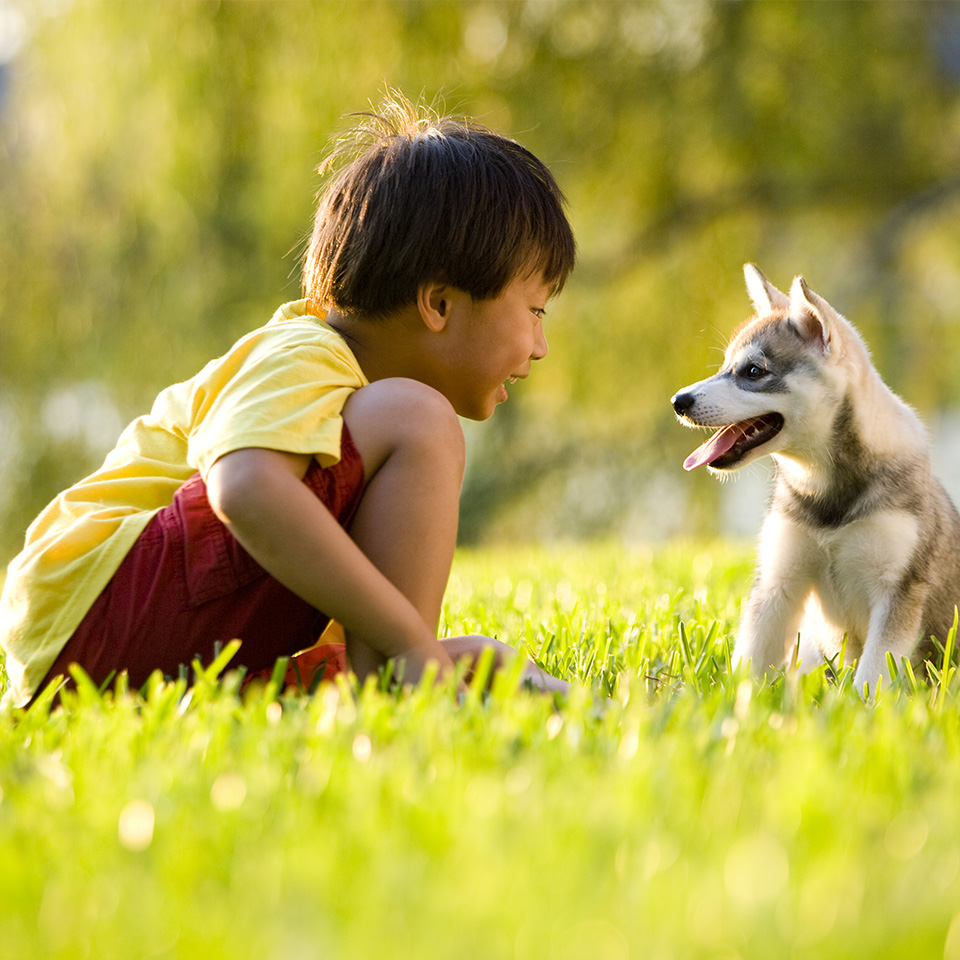 A young boy joyfully plays with a husky puppy in grass field