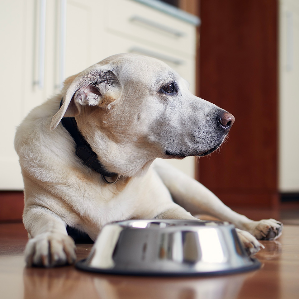 A dog resting beside a stainless steel bowl on the floor.