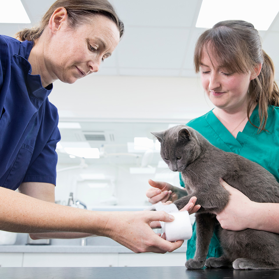Two veterinarian in green uniforms gently take care of a cat