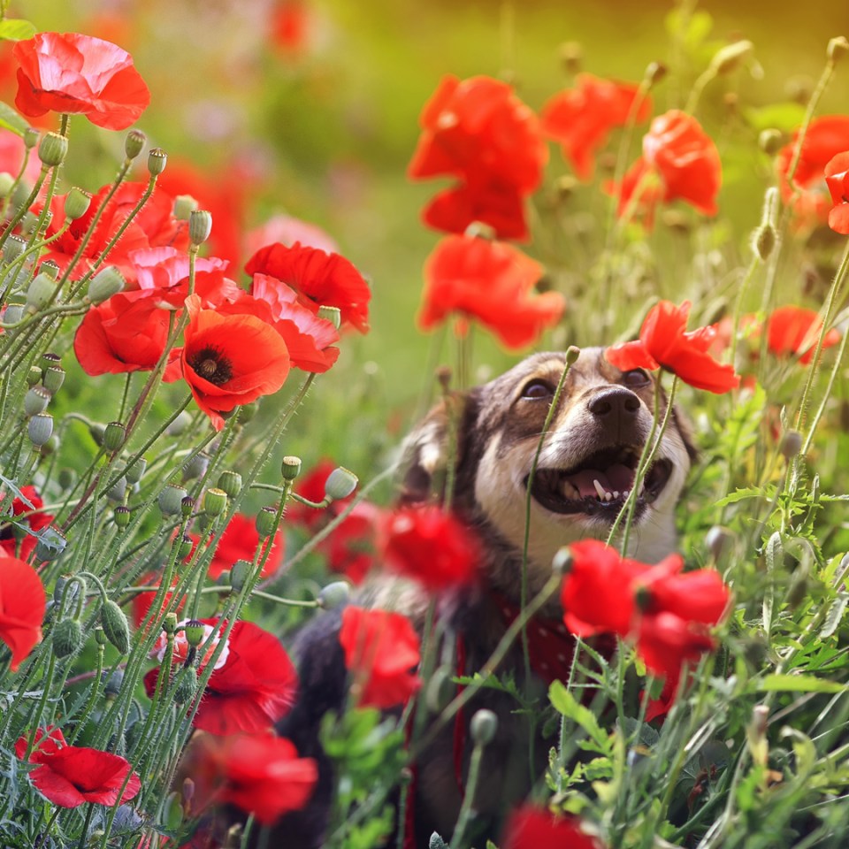A dog stands amidst a vibrant field of red poppies.