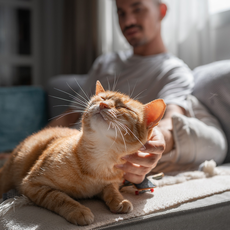 A man gently strokes an orange cat lying on a couch