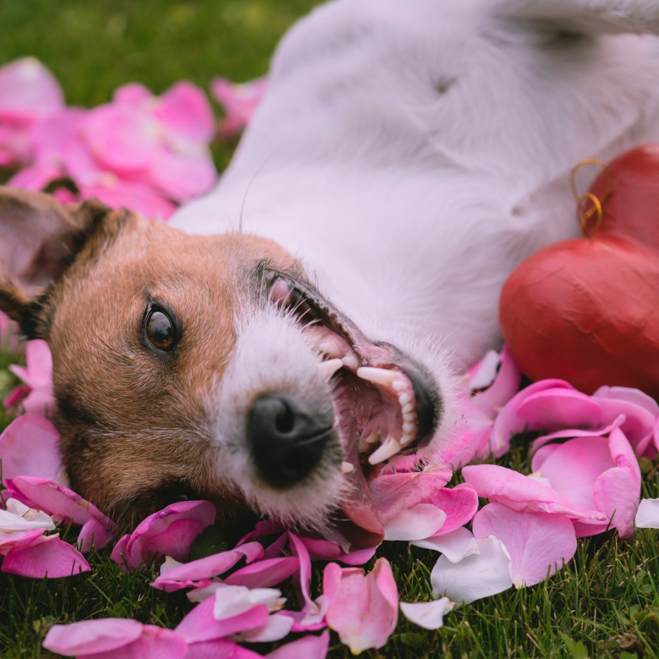 A cute dog resting on the lawn next to colorful pink petals.