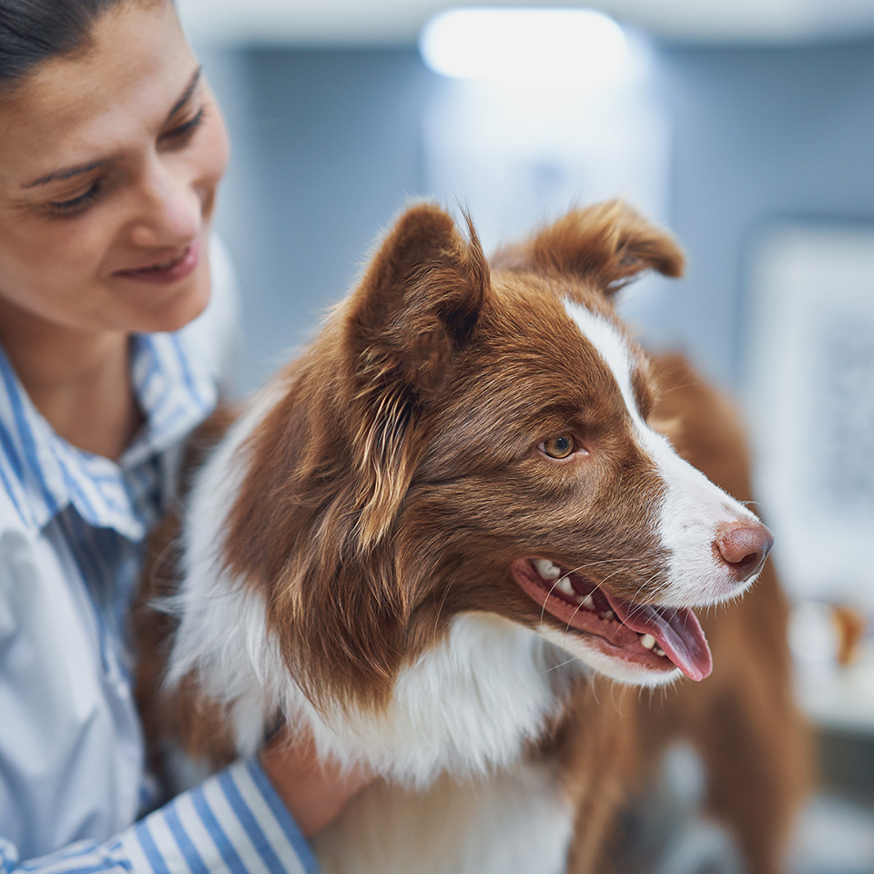 A woman gently holds a dog in a vet clinic.