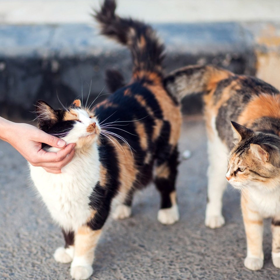 someone stroking a cat with another standing cat