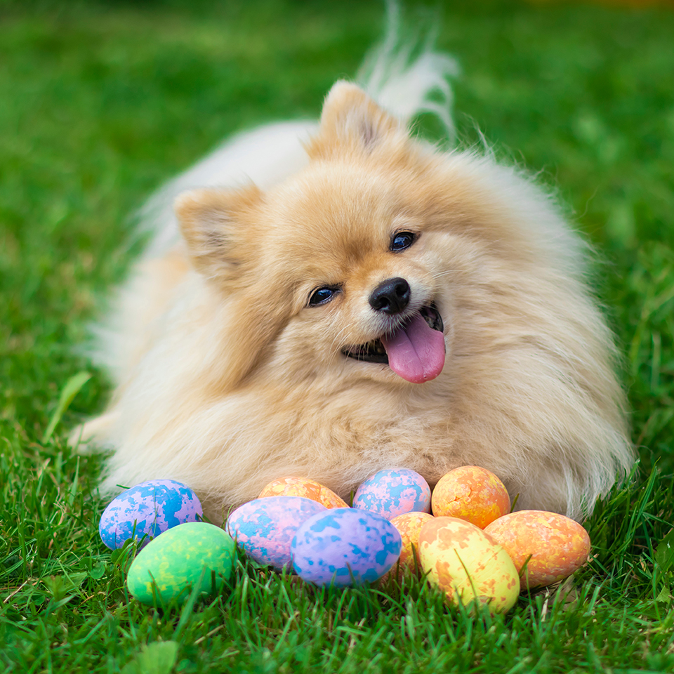 A happy fluffy dog lying on the grass with colourful easter eggs