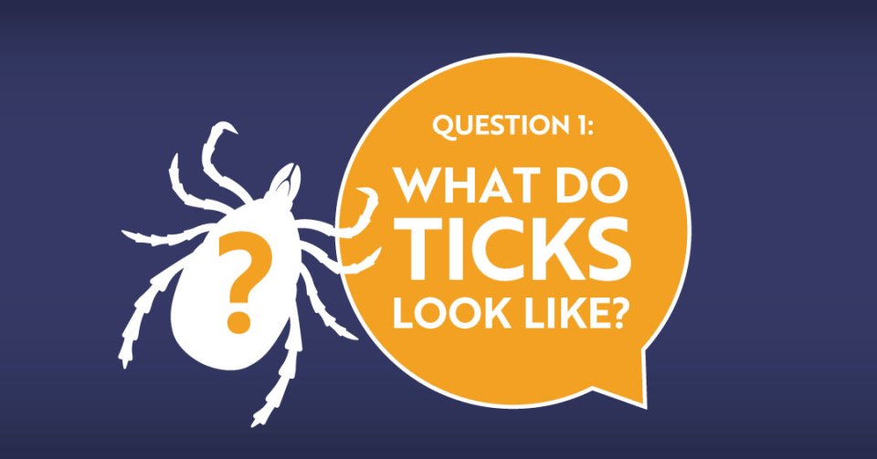 Illustration of a tick with question mark with the text "What do ticks look like?"