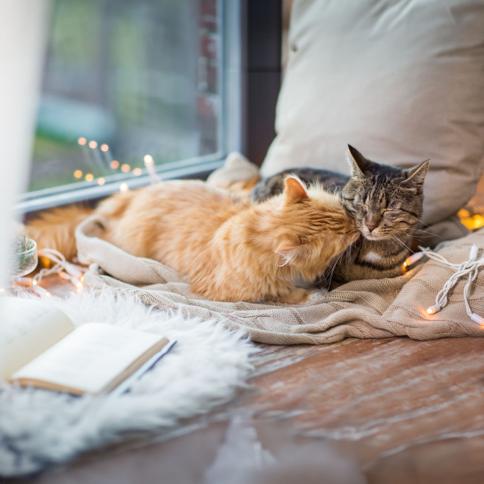 Two cats sitting on a blanket near a window