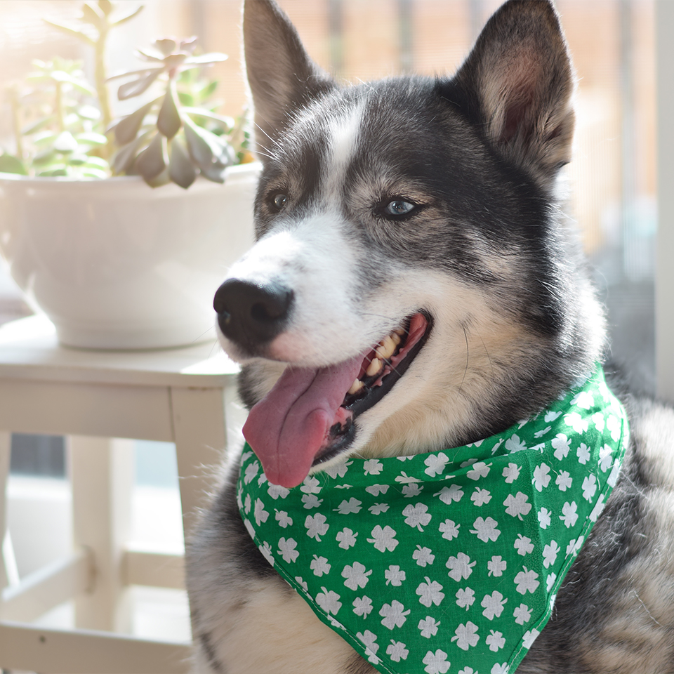 A joyous dog sitting in the sun with a clover patterned bandana collar