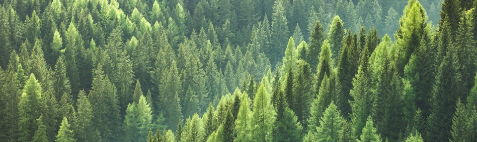 A dense forest of green trees