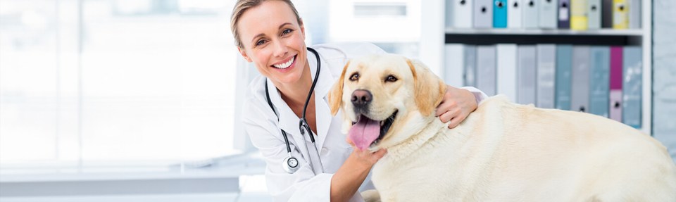 A veterinarian and a dog