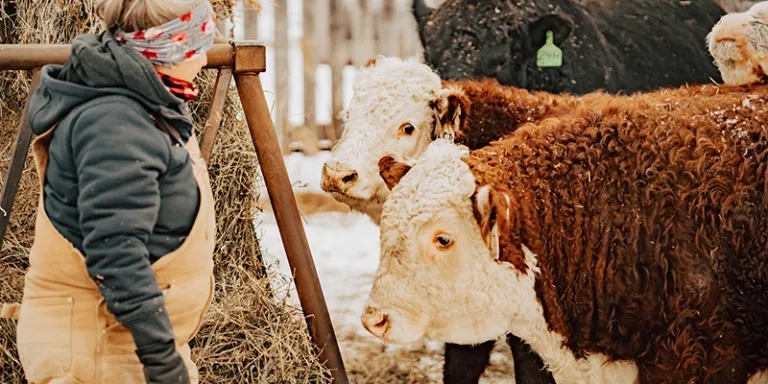 A woman feeding cattle in a barn