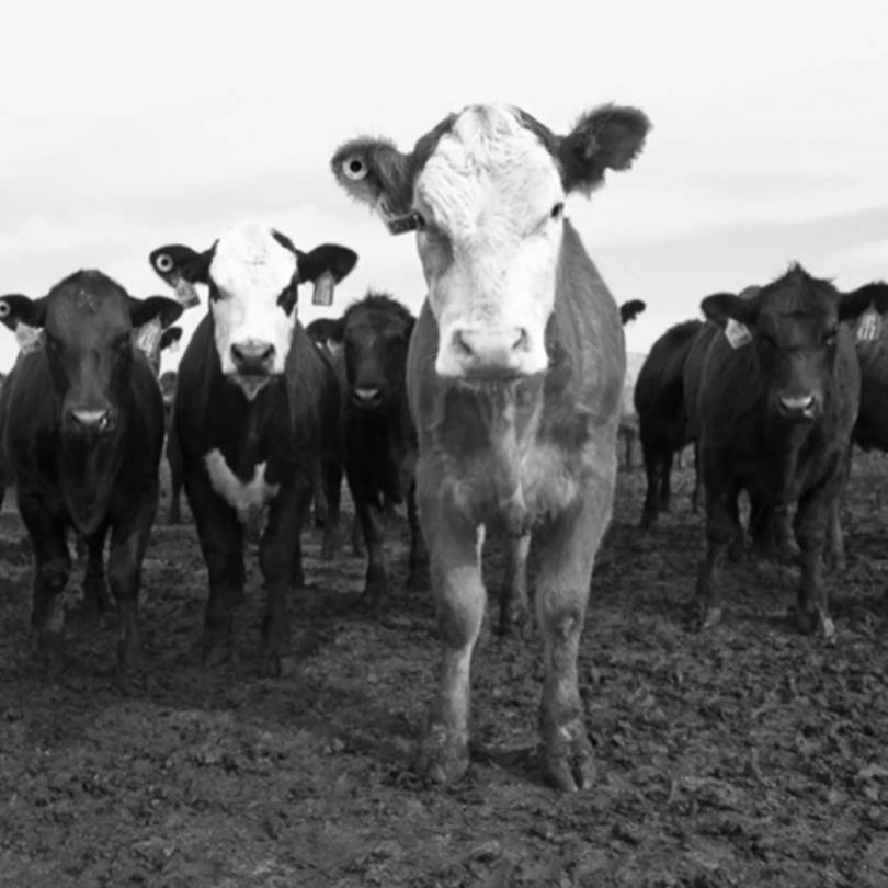 photo showing several cattles standing together