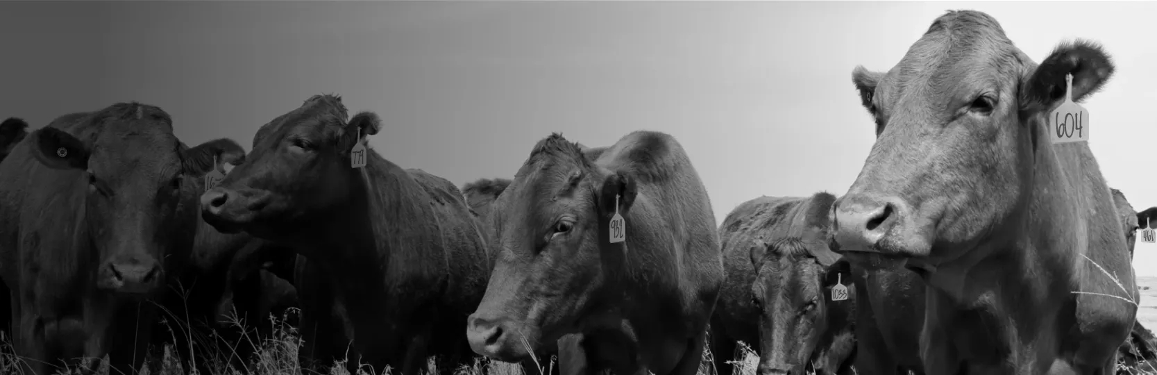 A group of cows grazing together in a field.