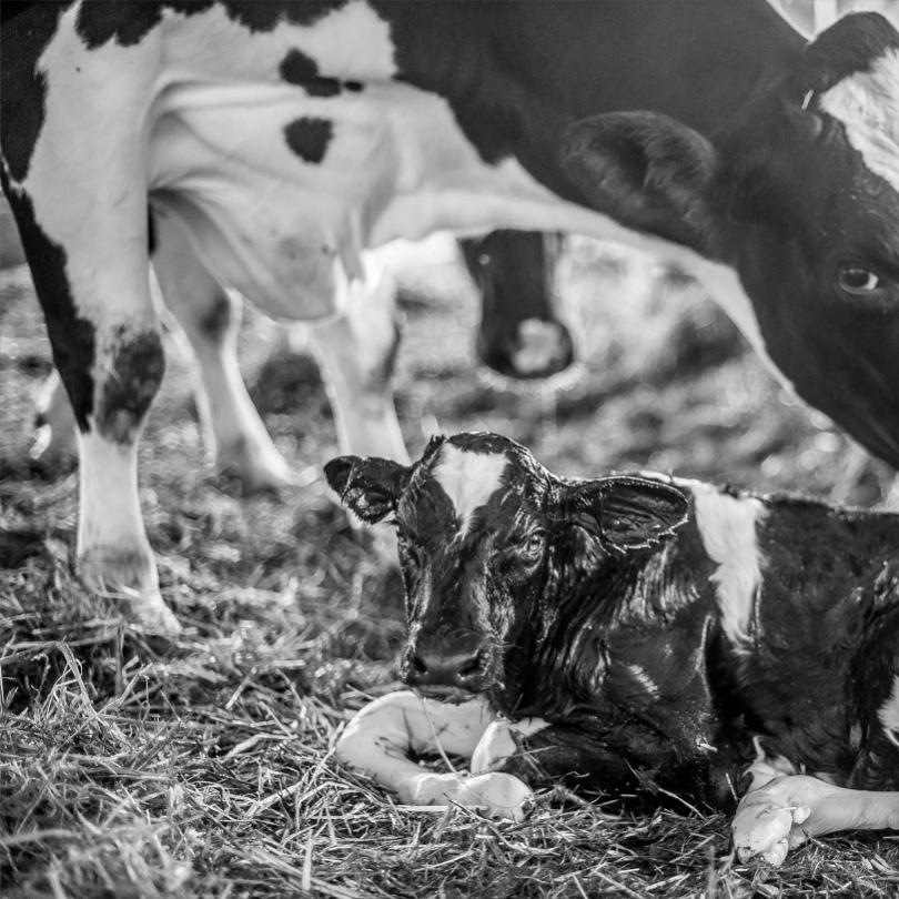 Cow watching her newborn calf