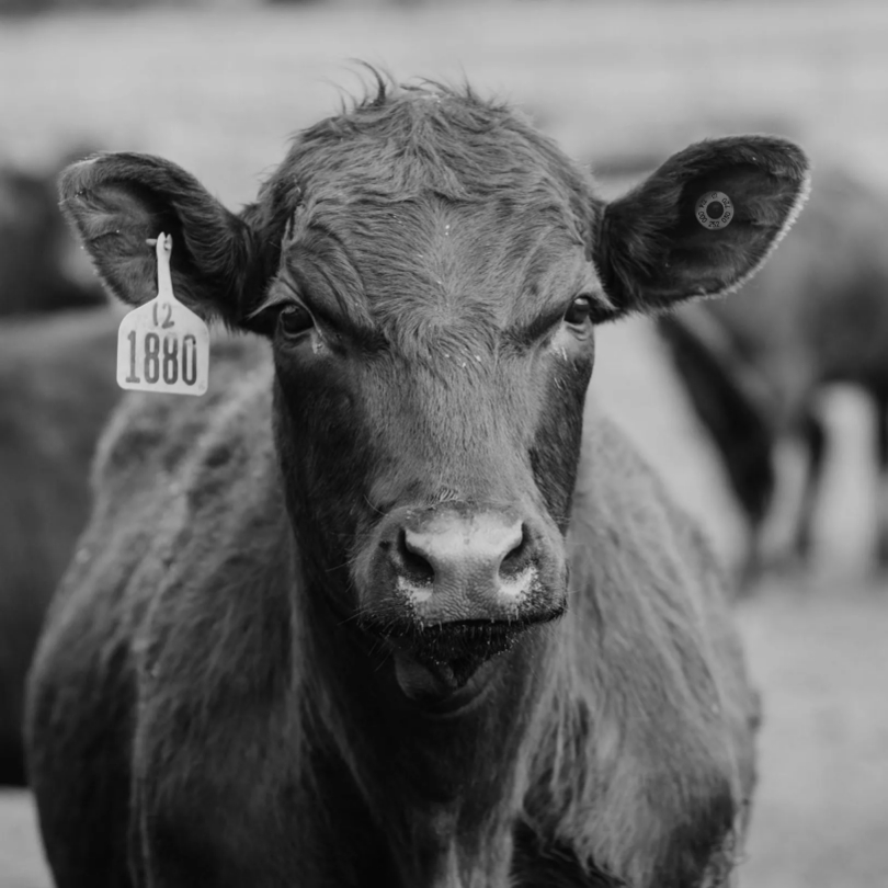 photo of a cow with a tag on its ear