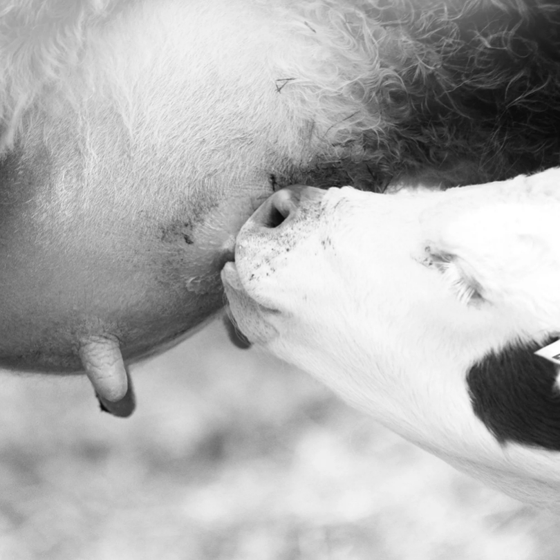 Calf Drinking Milk From Cow