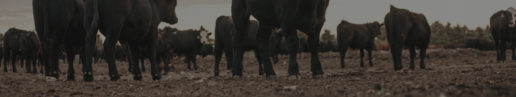 A group of black cattle standing together in a field