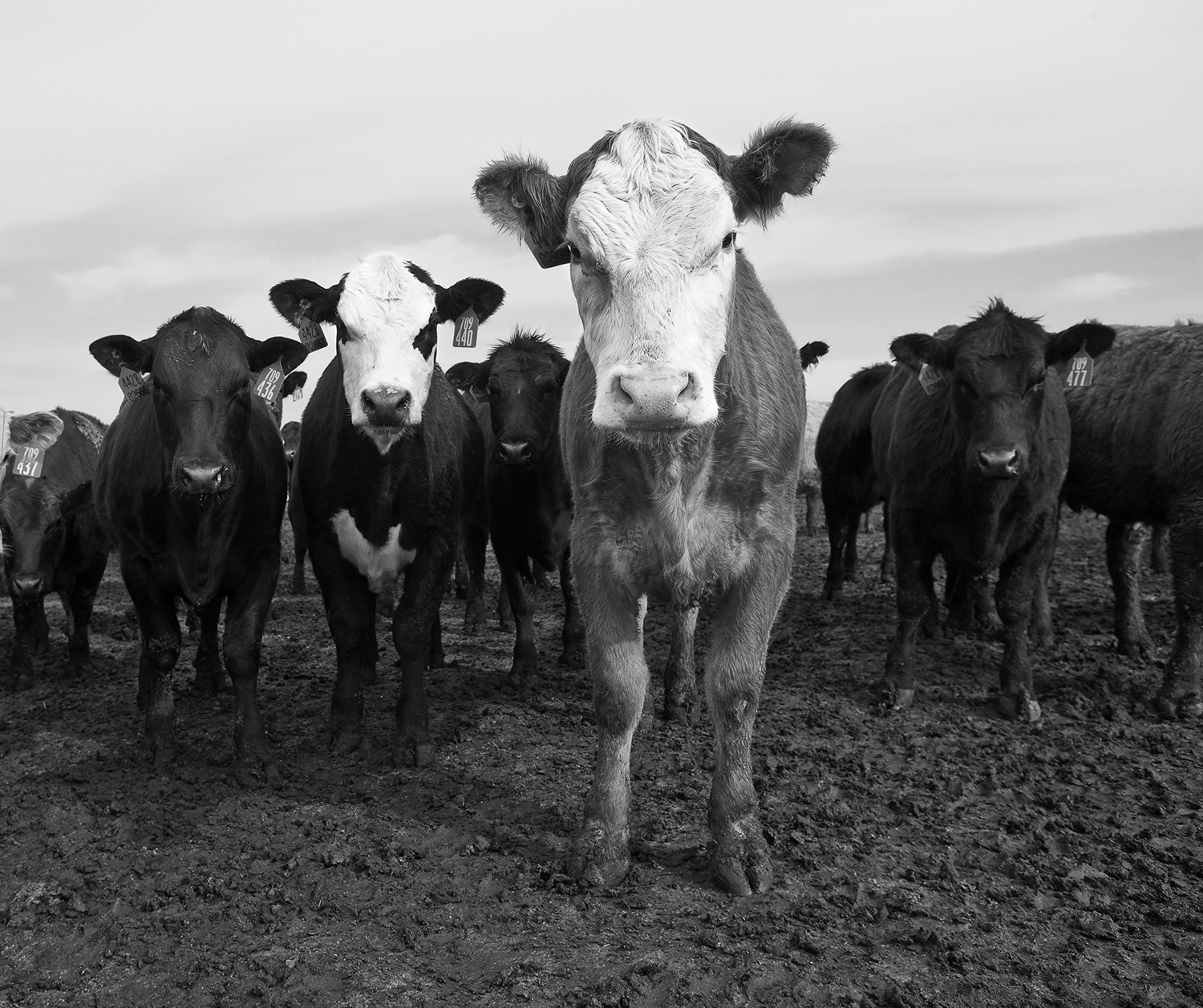 Black and white image of cattles gathered together in a pasture.