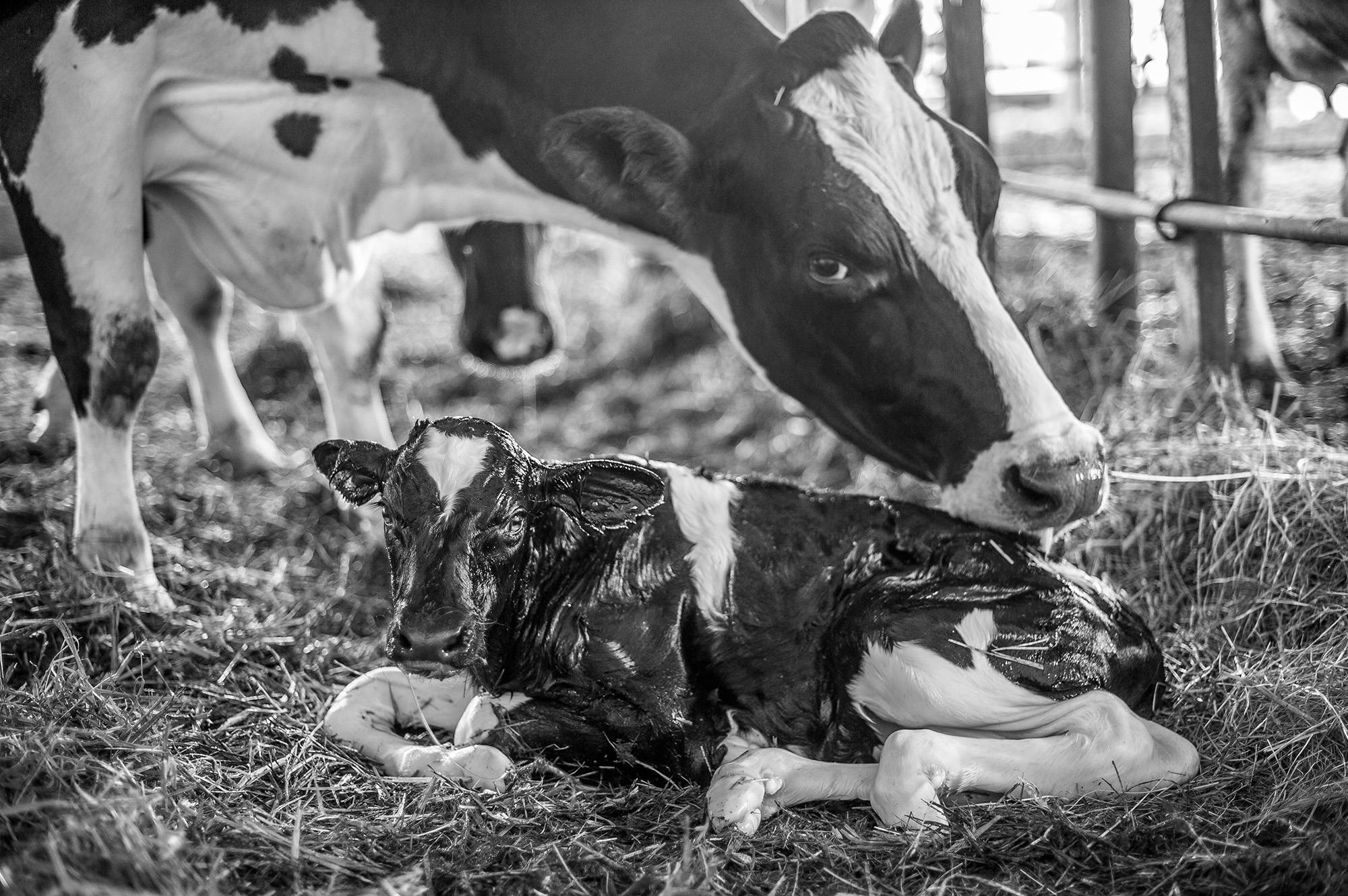 a cow and her new-born calf