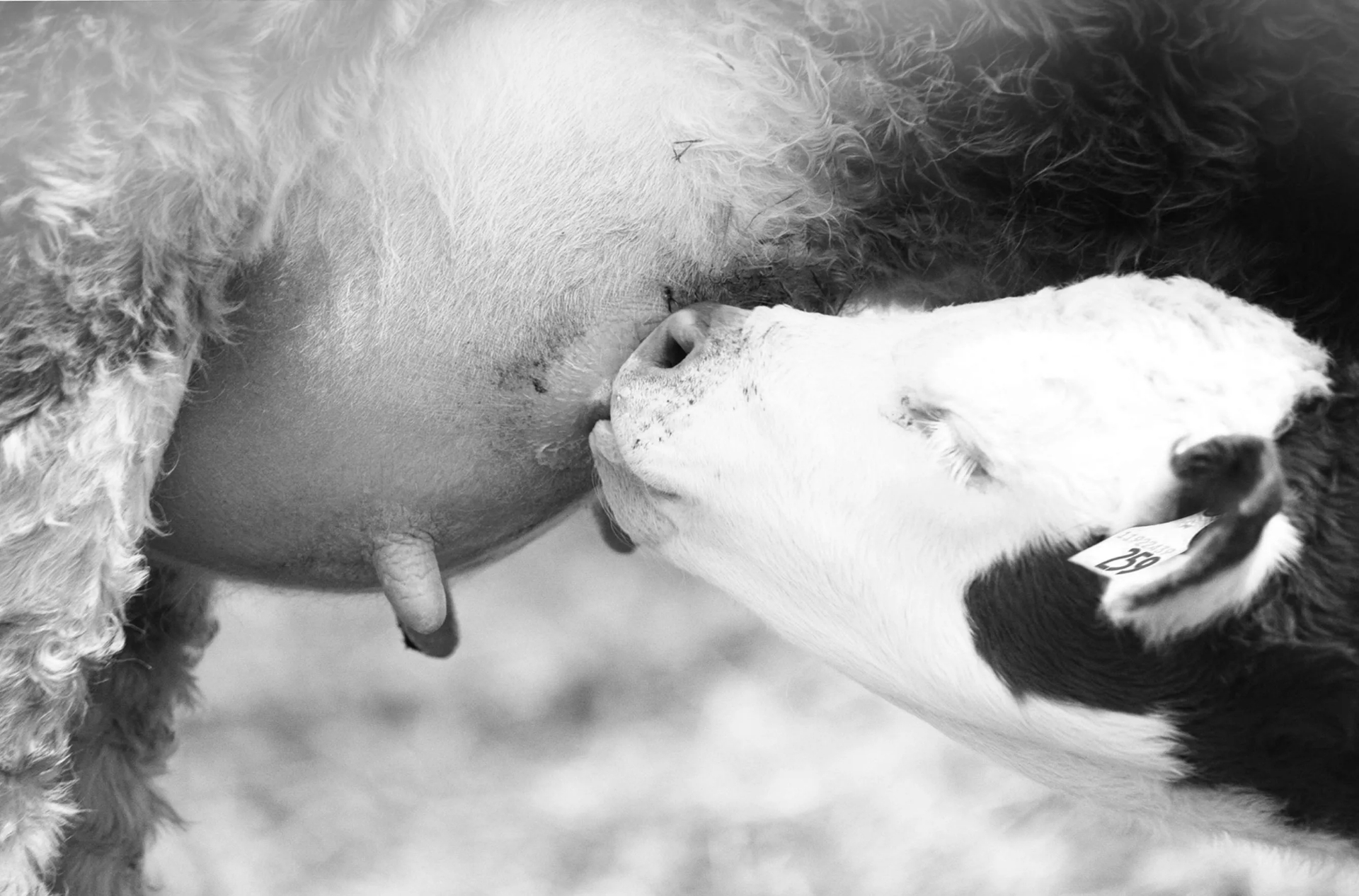 Cow feeding her calf