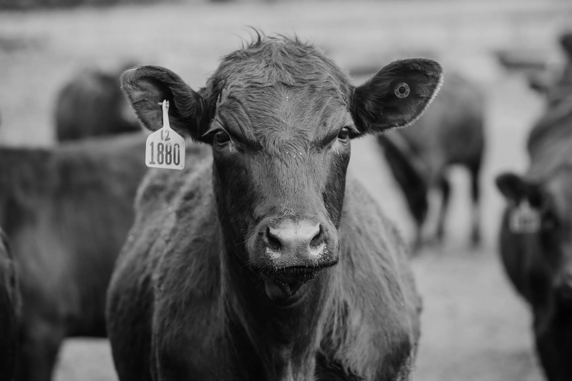 A black and white photo of a cow with a tag on its ear.