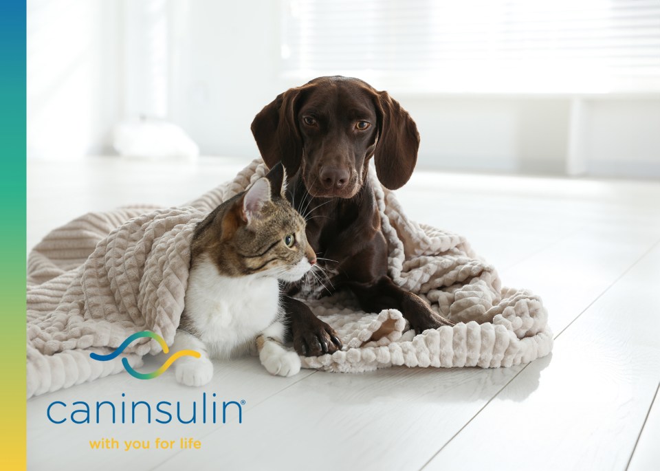 The image shows a brown dog and a cat lying together on a white floor.