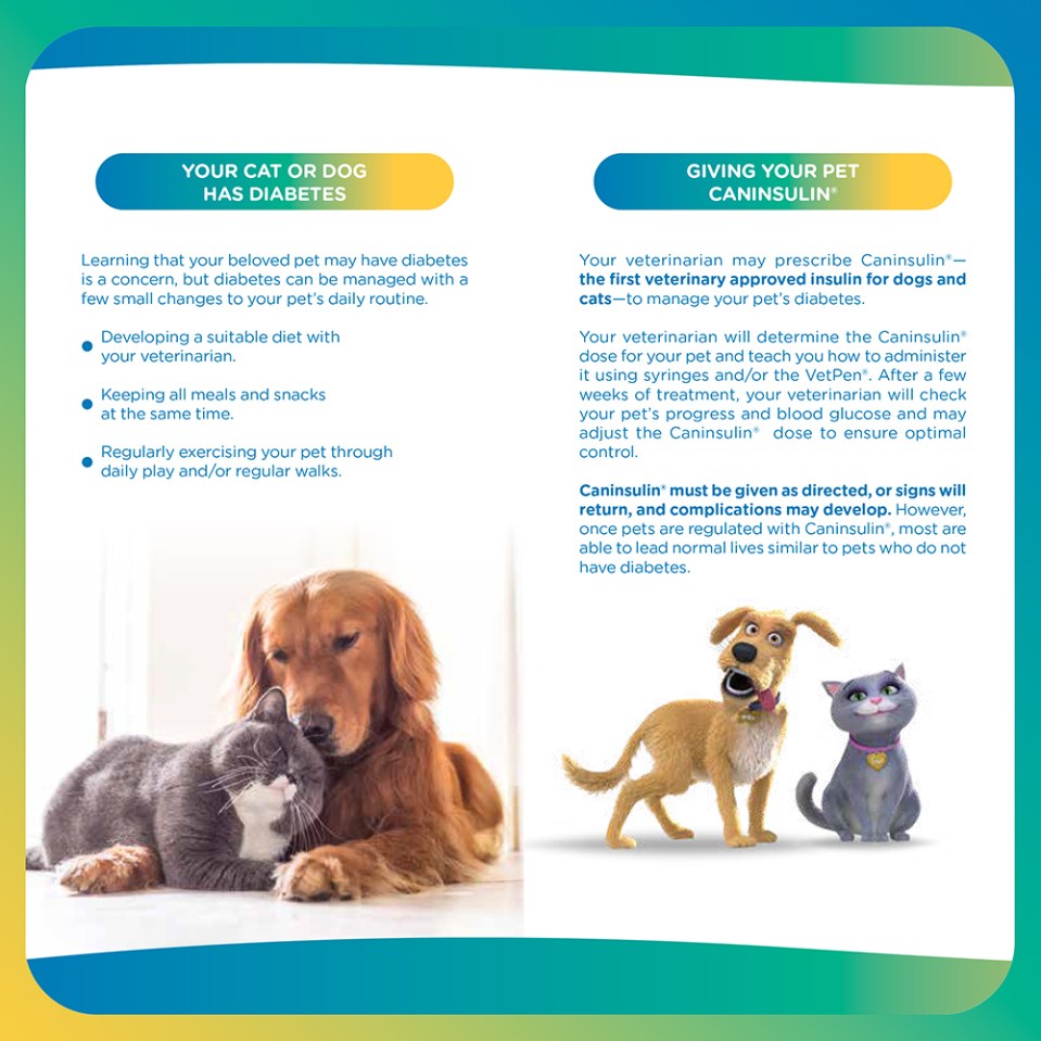Print and share this brochure to spread awareness on pet's diabetes. Learn the signs of pet's diabetes and how caninsulin can help.