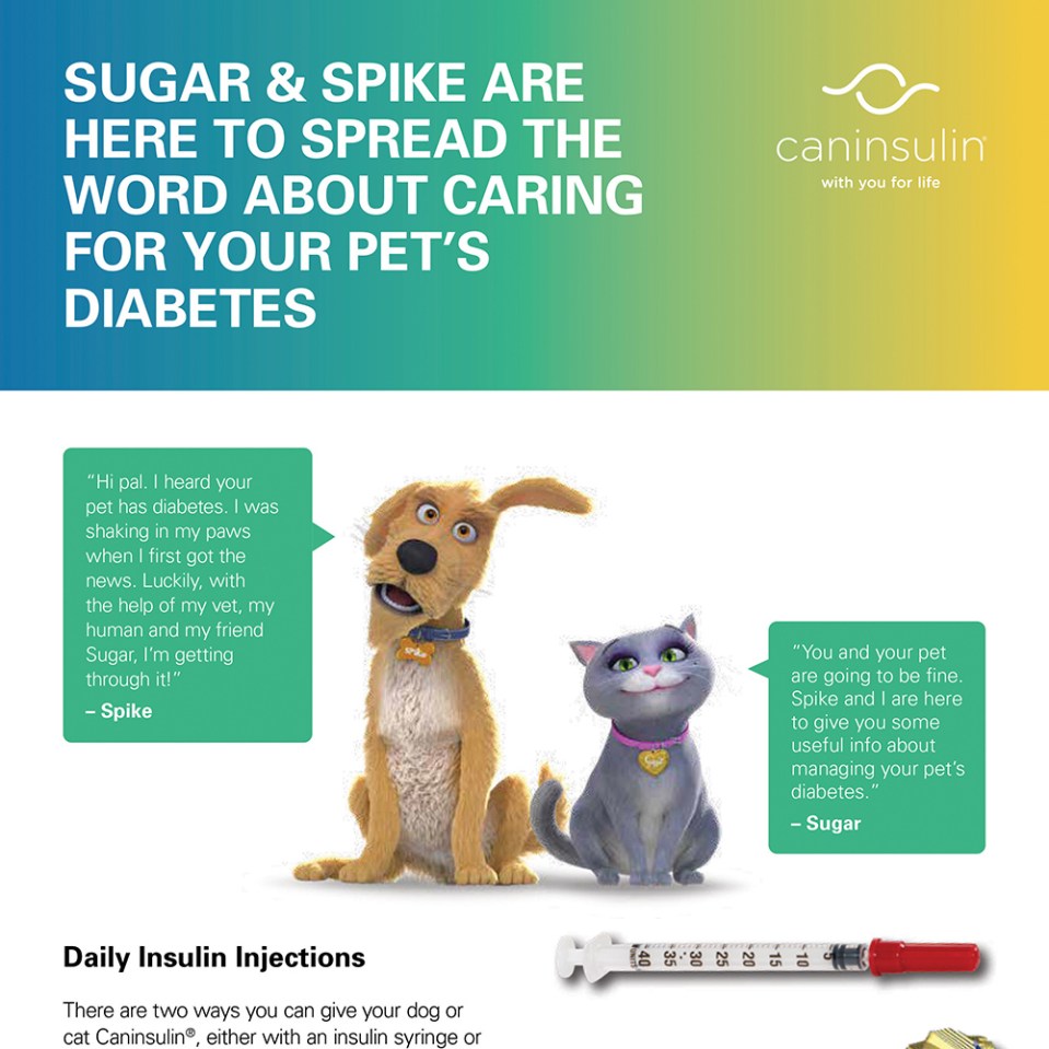 Management of Diabetes Mellitusin Dogs and Cats. Reduce or eliminate the clinical signs of diabetes and minimize the risk of hypoglycemia.