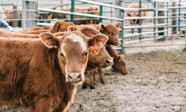 A group of cattle standing in a pen.