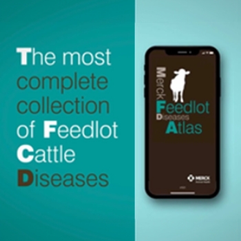 Phone with the feedlot atlas app and a text "The most complete collection of Feedlot Cattle Diseases"