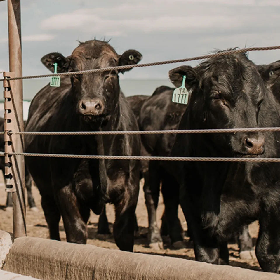 Group of black cattles standing together.