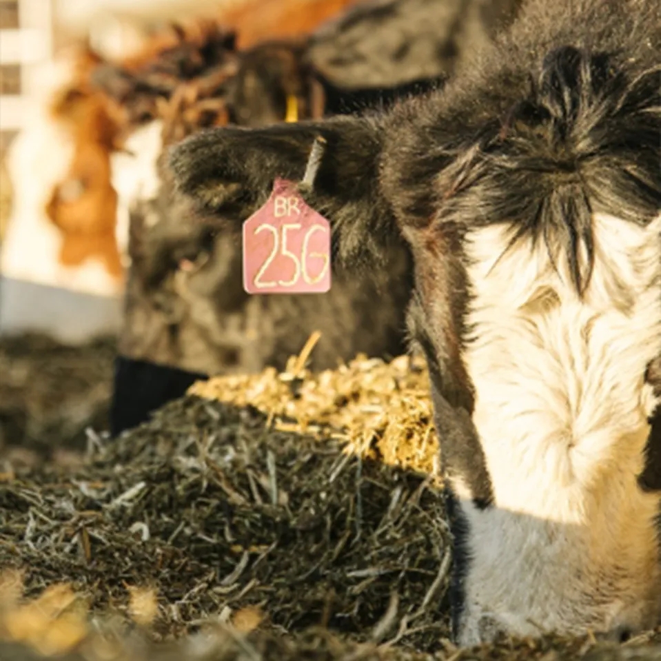 Tagged cows munching hay.