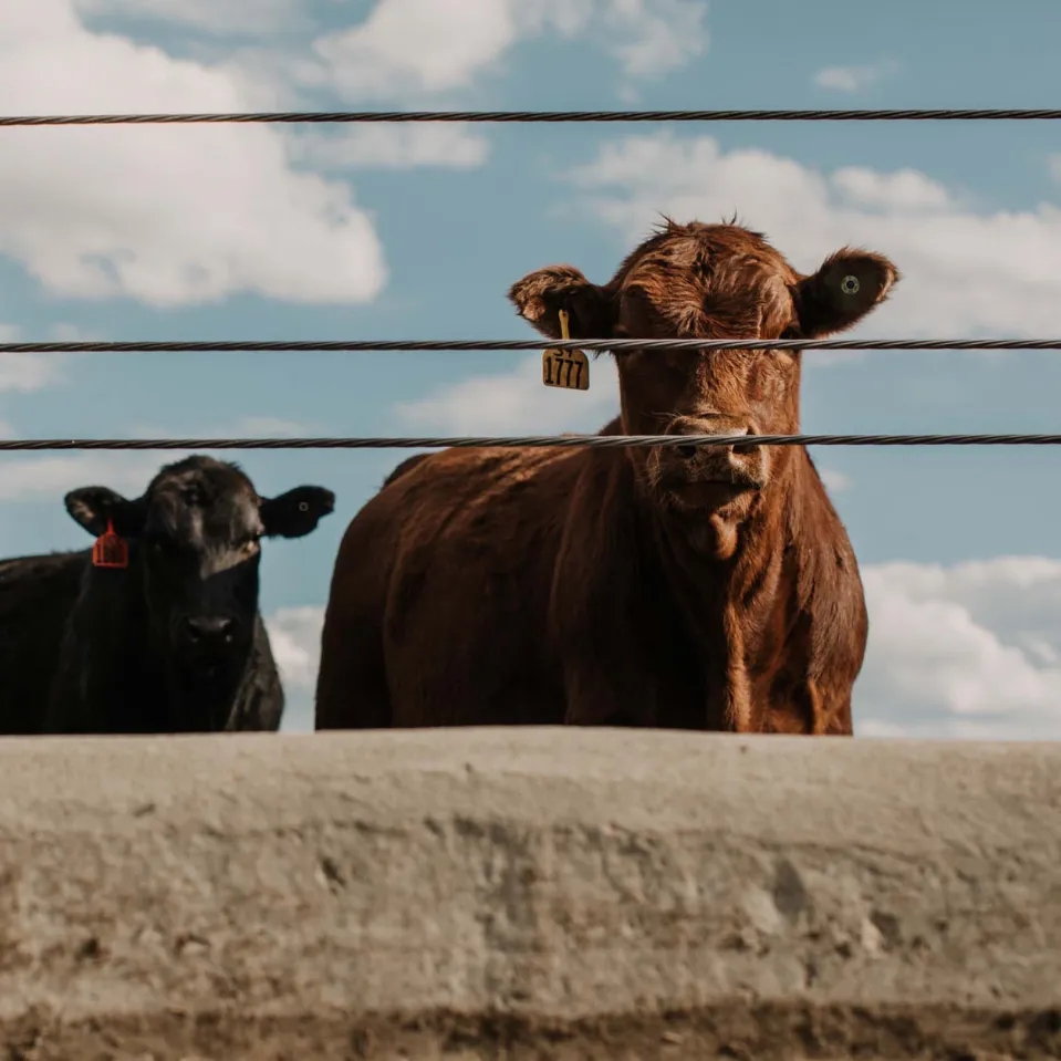 Two cattle standing behind a fence