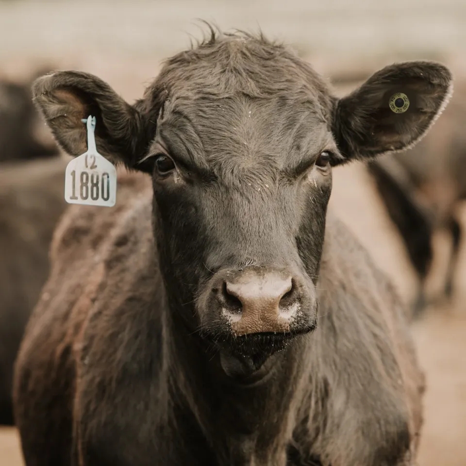 A black cattle with a tag on its ear, standing in a field.