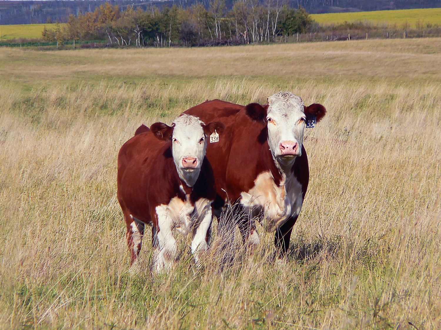 Two cattle standing in a field filled with tall grass.