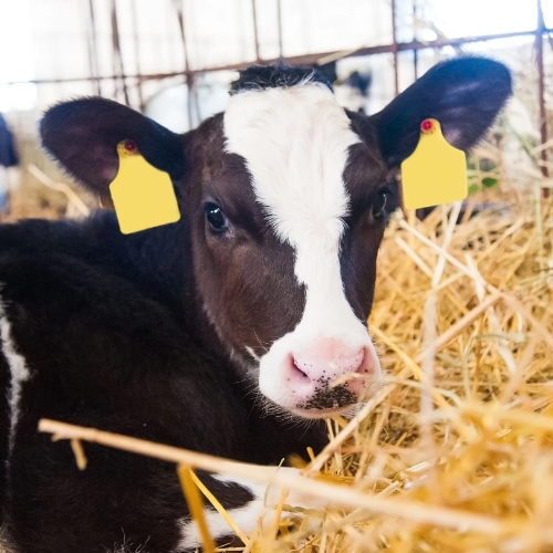 Calf in hay looking at the camera